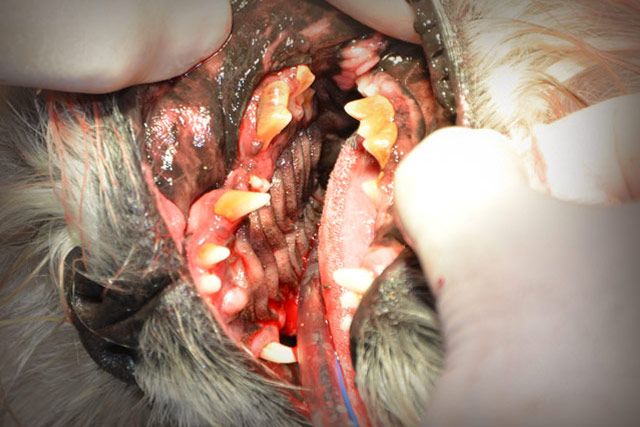 Limpeza Dentária Canina