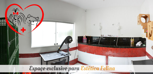 Banho exclusivo para gato em Rio Preto