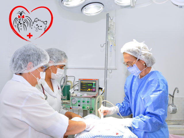 Clínica veterinária em Rio Preto para cirurgia