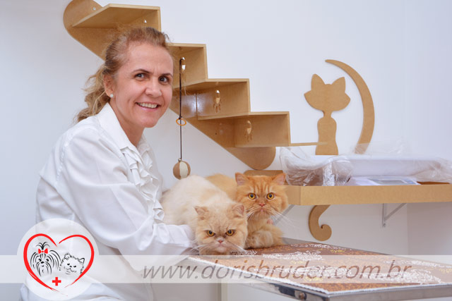 Clínica Veterinária para gato em Rio Preto