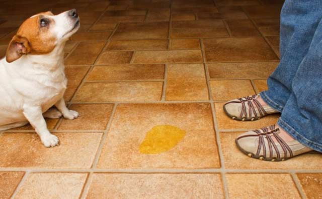 Como ensinar seu cãozinho a fazer xixi no lugar certo