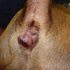 glandula anal pode virar tumor