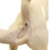 Limpeza da glândula anal canina