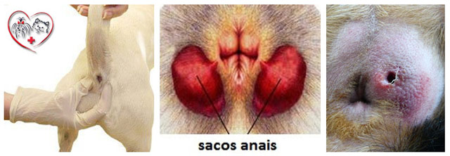 como limpar a glandula anal