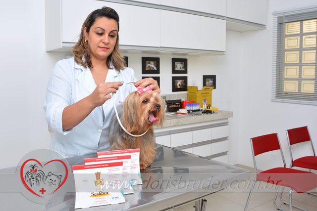 Leishmaniose em Cachorro