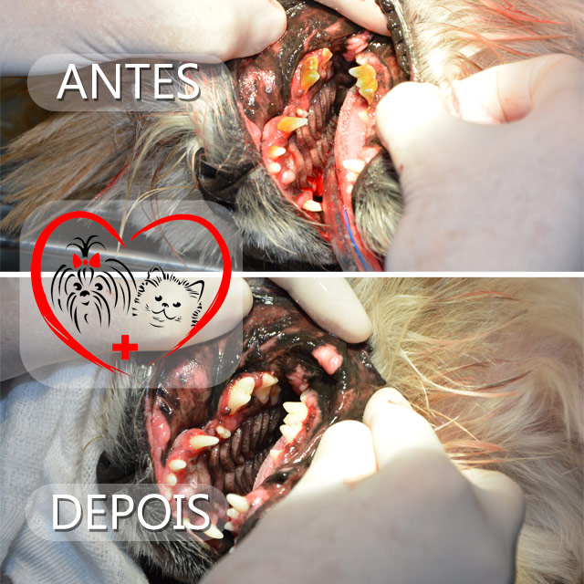Limpeza dentária canina