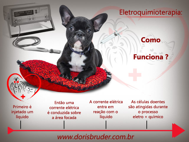 Oncologia veterinária - câncer em cães