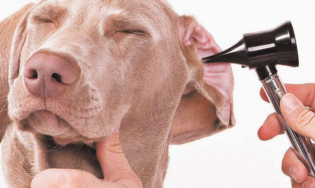 otite canina