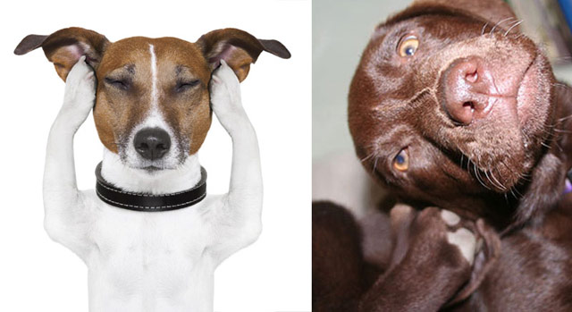 cachorro com dor de ouvido