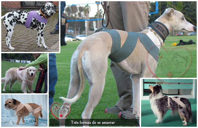 como amarrar pano em cachorro com medo