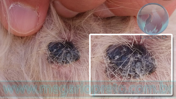 Dermatite Actínica ou Comedo Actínico e o câncer em cachorro ou gato