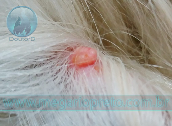 Dermatite Actínica ou Comedo Actínico e o câncer em cachorro ou gato