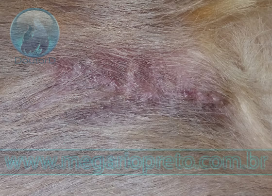 Dermatite Actínica ou Comedo Actínico e o câncer em cachorro ou gato