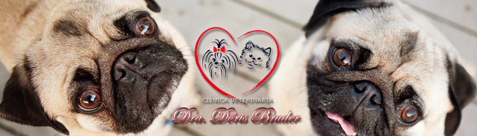 clinica veterinria